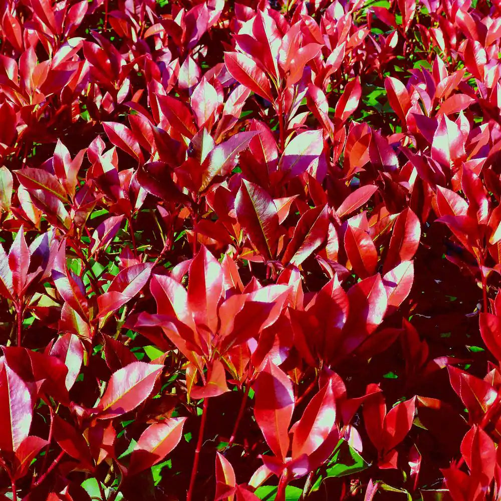 RED DYNAMO PHOTINIA 2gal