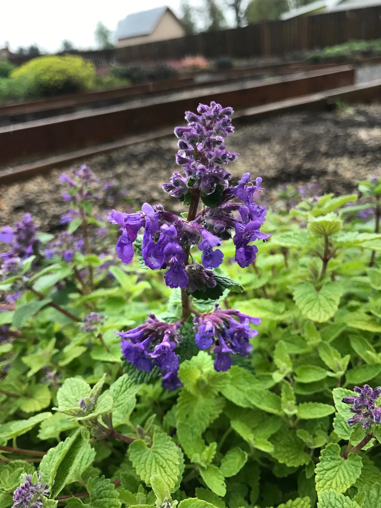 CATMINT BLUE NOVA 1gal