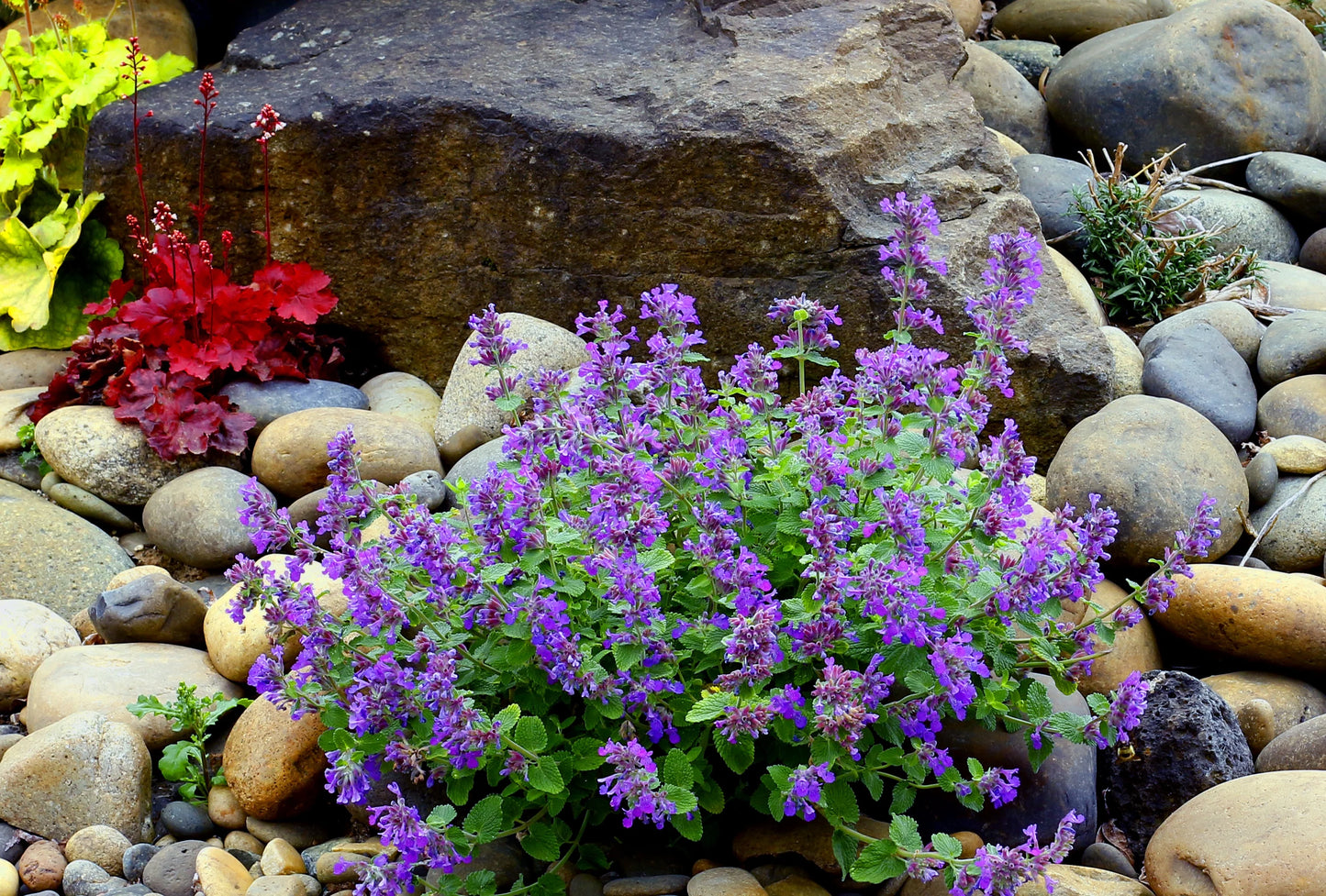 CATMINT BLUE NOVA 1gal