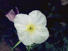 NEW MEXICO PRIMROSE 1gal