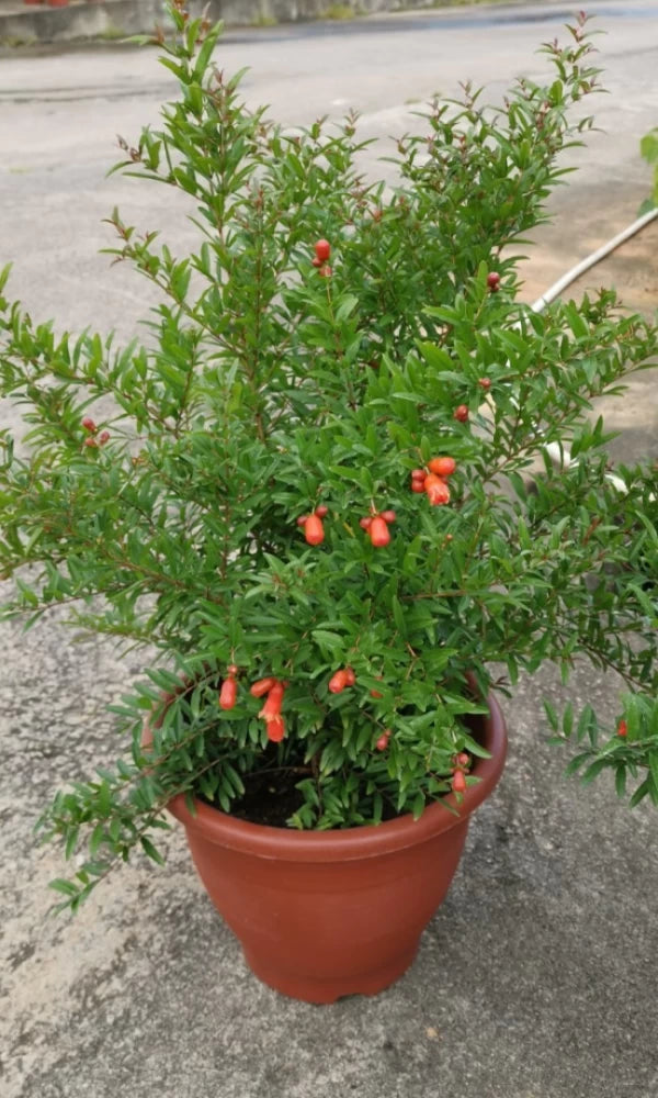 POMEGRANATE 5gal