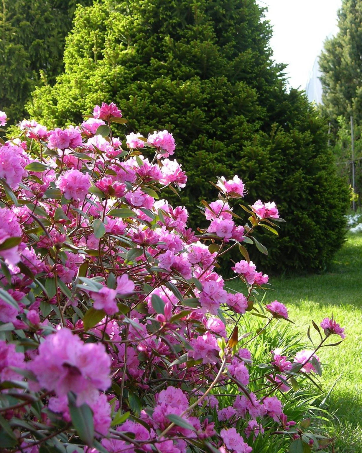HELLIKKI RHODODENDRON 2gal