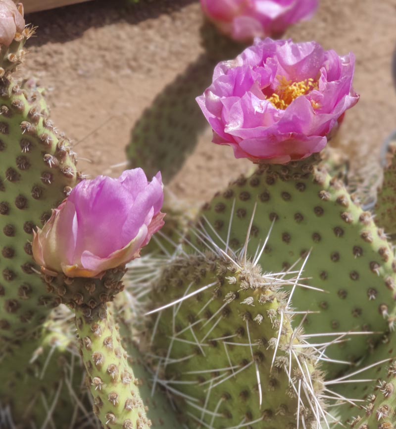 PINK FROST PRICKLY PEAR 5gal