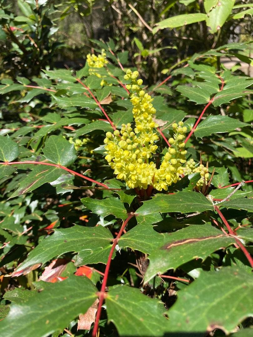 OREGON GRAPE MAHONIA 2gal