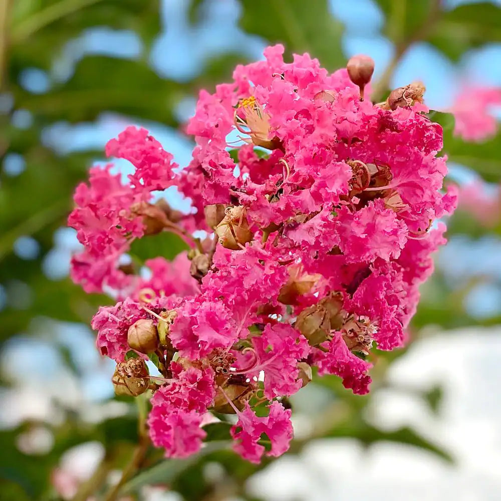 PINK SLUSH CRAPE MYRTLE 2gal