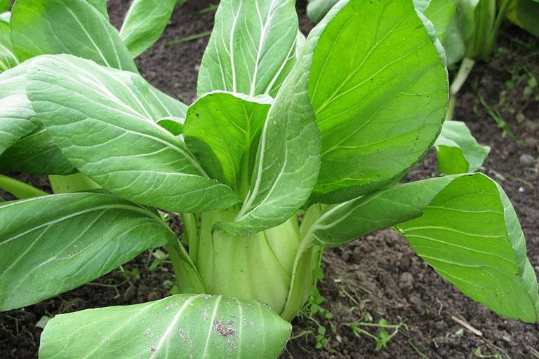 ORGANIC PAK CHOI CABBAGE 4in