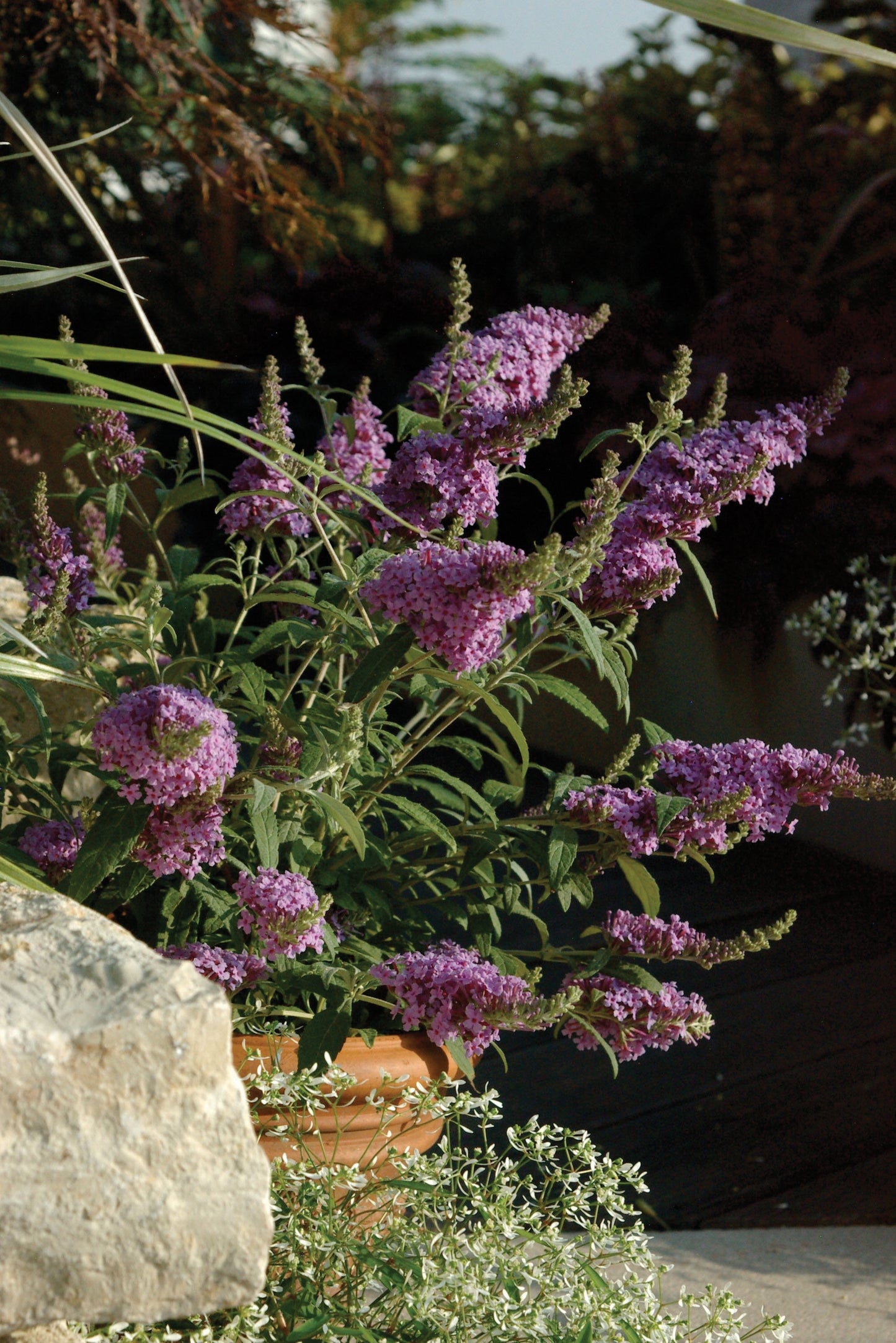 BUZZ MIDNIGHT BUTTERFLY BUSH 3gal