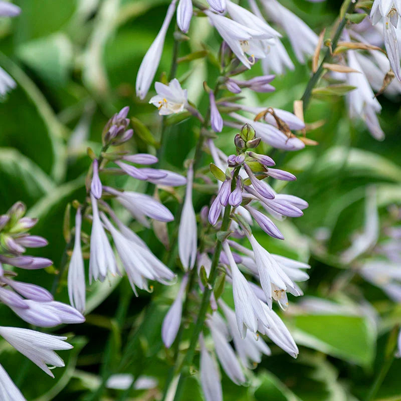 PATRIOT HOSTA 1gal