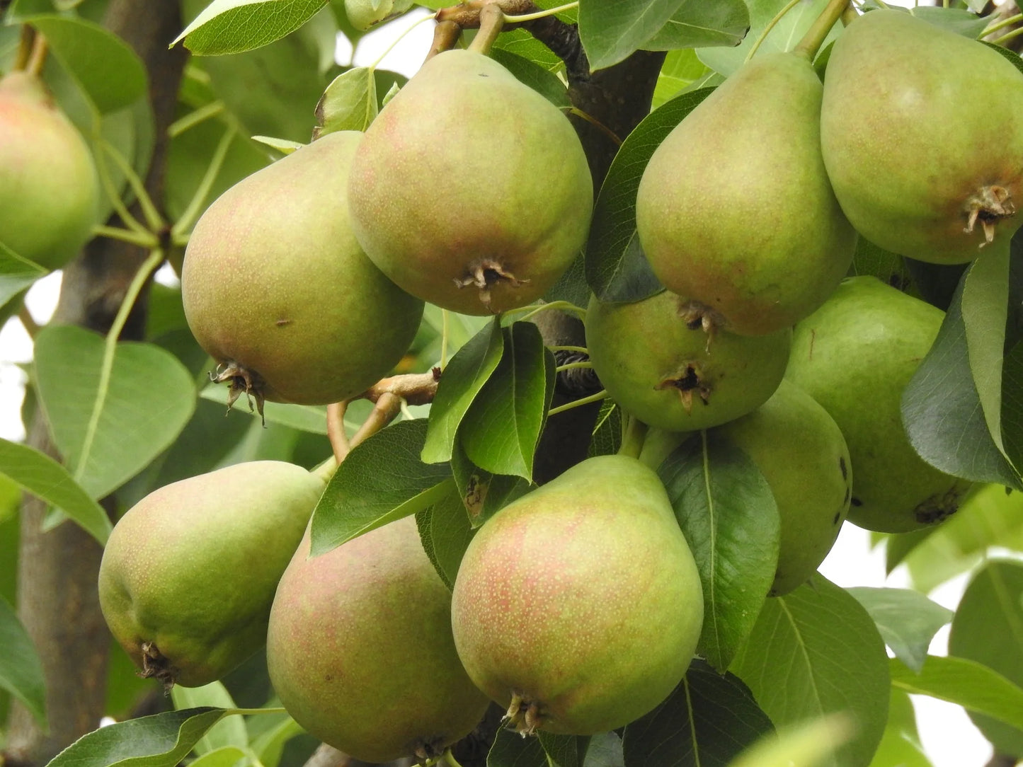 BARTLETT PEAR TREE 7gal
