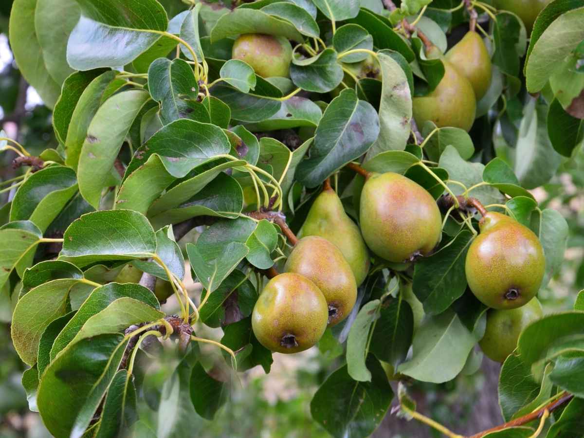 COCKTAIL PEAR 4 FRUIT IN ONE TREE 7gal