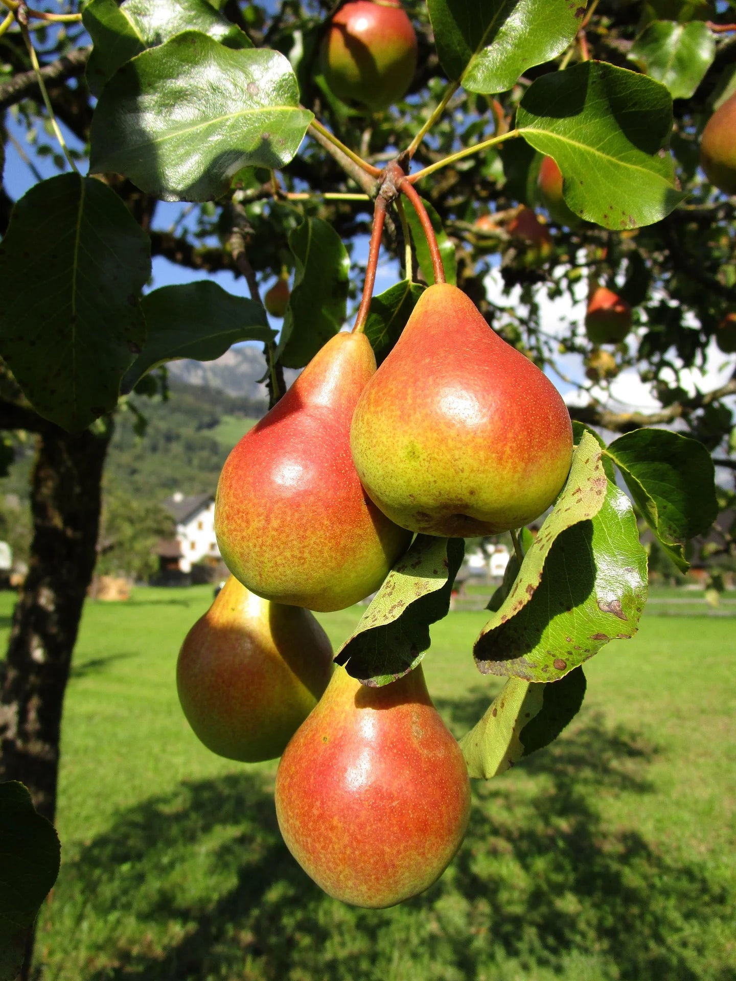 COCKTAIL PEAR 4 FRUIT IN ONE TREE 7gal