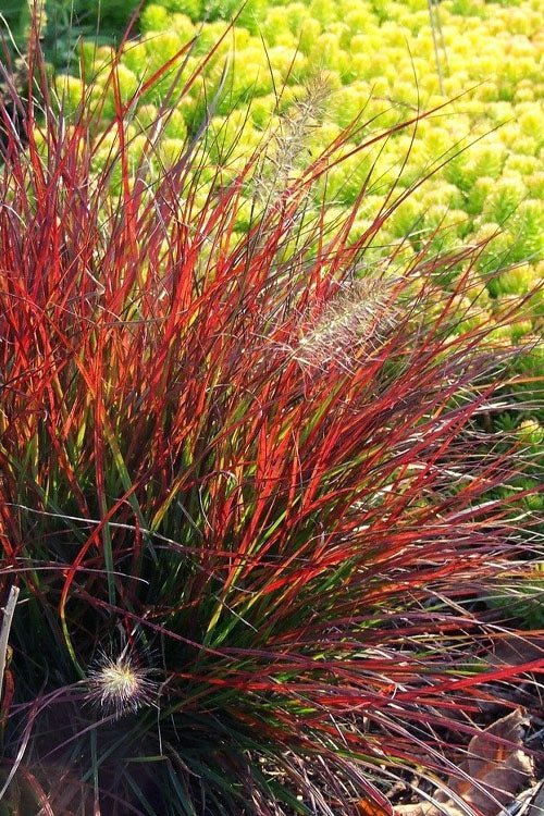 BURGUNDY BUNNY FOUNTAIN GRASS 1gal