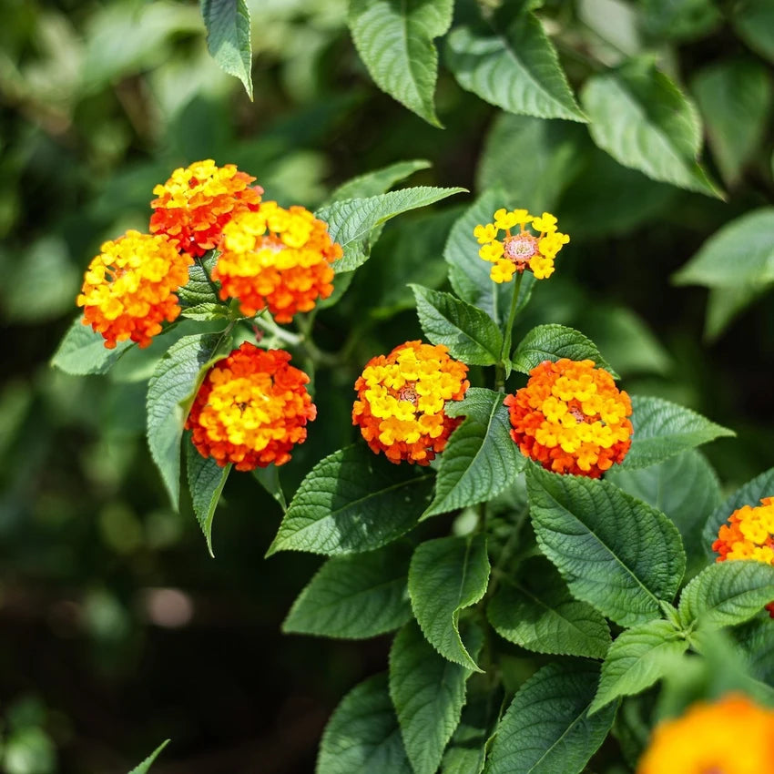 ASSORTED LANTANA 1gal