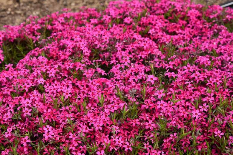 RED WINGS CREEPING PHLOX LITTLE ONE