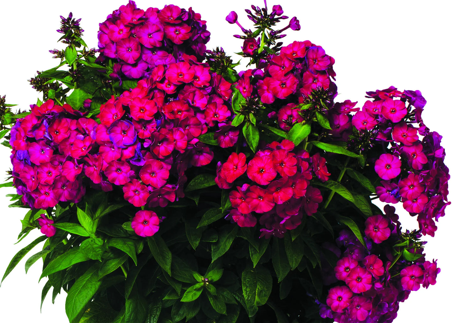 BORDEAUX RED FLAME PHLOX 1gal