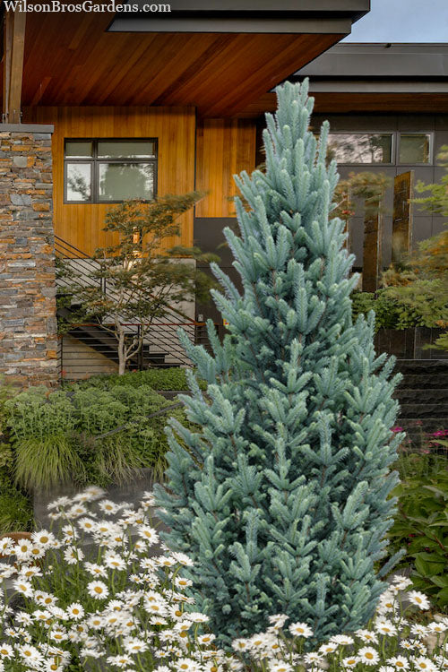 FASTIGIATA COLUMN SPRUCE 7gal