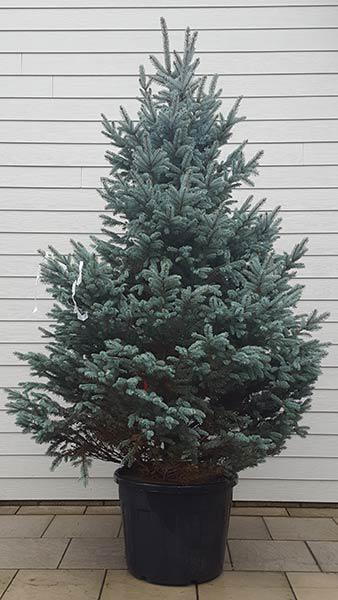 FAT ALBERT SPRUCE 10gal