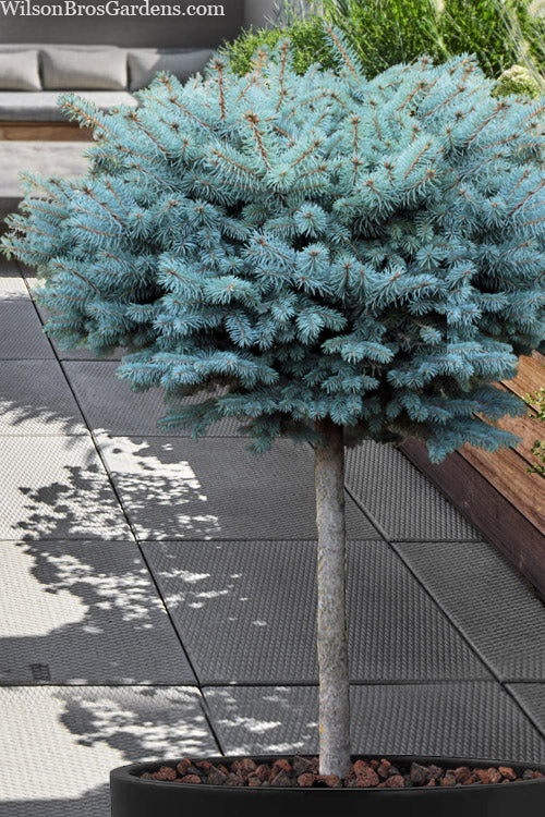 GLOBE BLUE SPRUCE TOPIARY 5gal