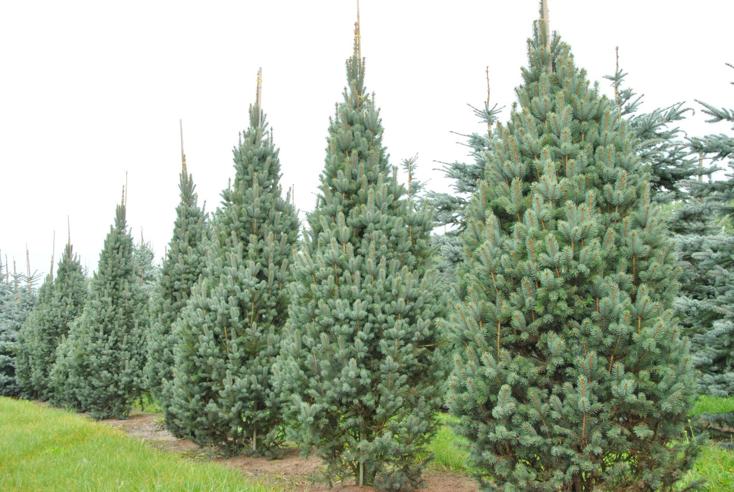 FASTIGIATA COLUMN SPRUCE 7gal
