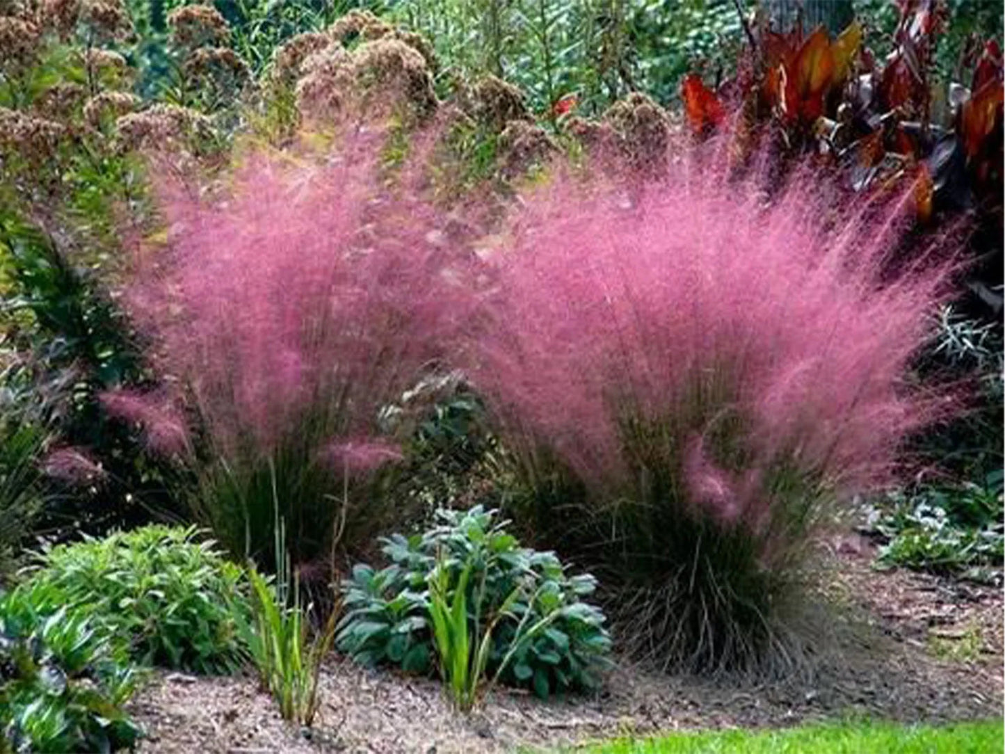 PINK MUHLY GRASS 5gal