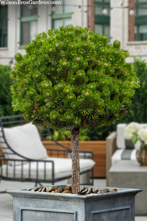 TOPIARY MUGO PINE TREE 5gal