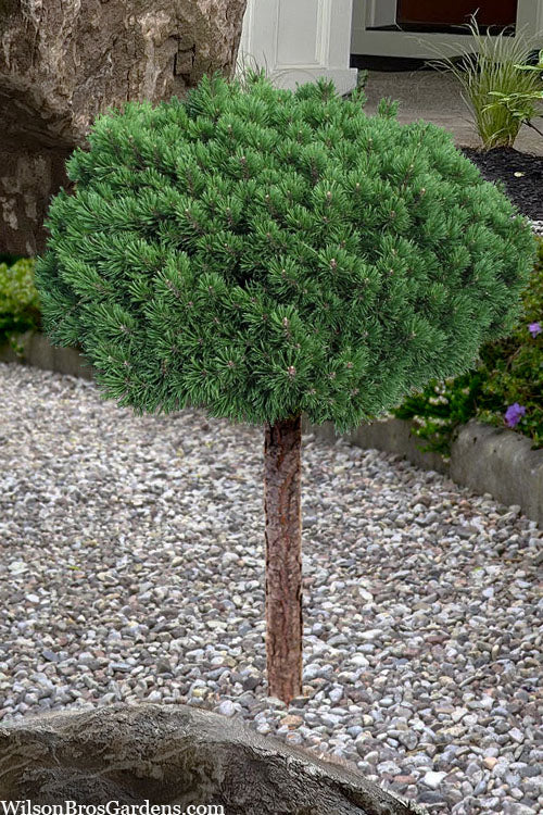 TOPIARY MUGO PINE TREE 5gal