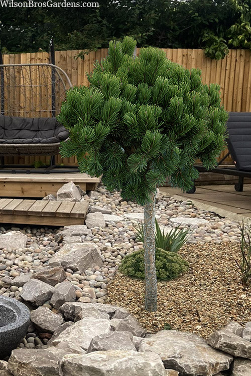TOPIARY MUGO PINE TREE 5gal