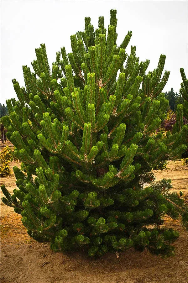 OREGON GREEN PINE TREE 25gal