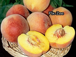 PIX ZEE PEACH DWARF 7gal