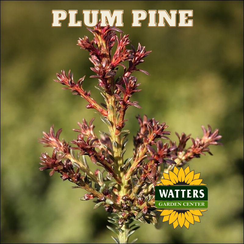 BLUE GEM PLUM PINE 2gal