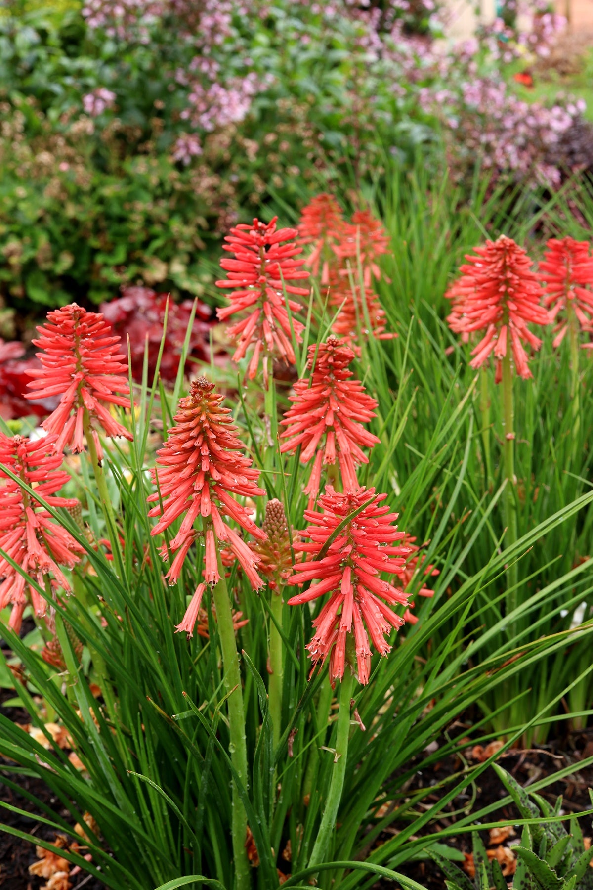 POCO RED KNIPHOFIA 1gal