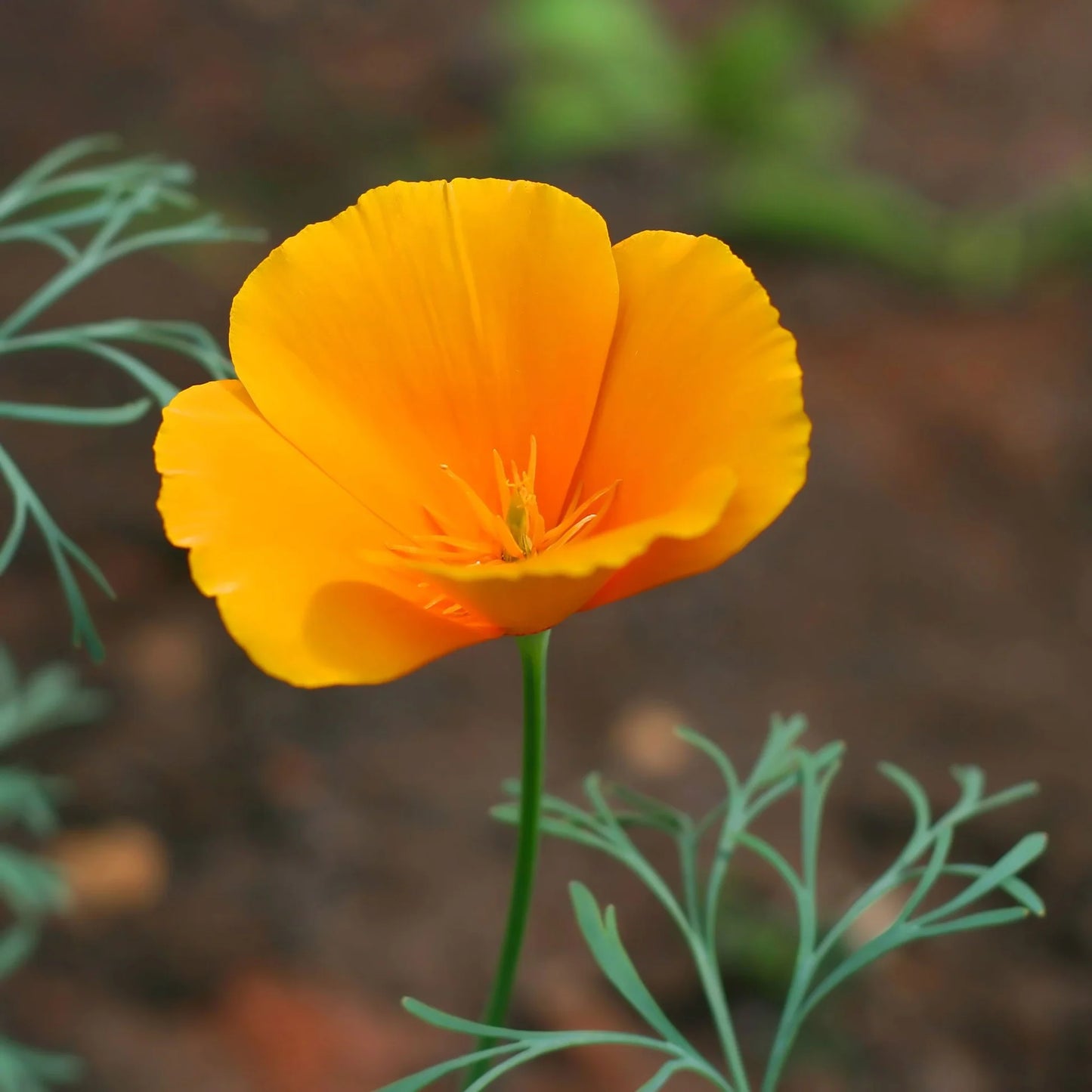 CALIFORNIA POPPY 1gal