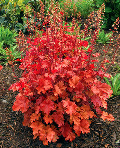 HEUCHERA 'PEACH CRISP' 19CM PTW