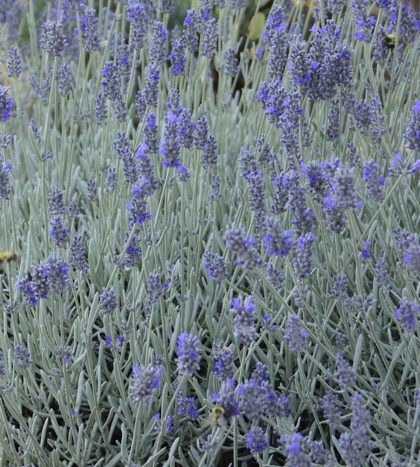 LAVANDULA A. 'SILVER MIST' 17CM PTW