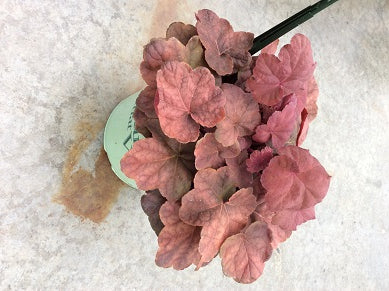 HEUCHERA V. 'LAVA LAMP' 19CM PTW