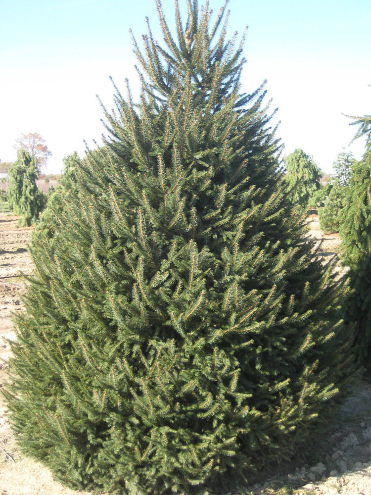 PICEA ABIES G2 15"