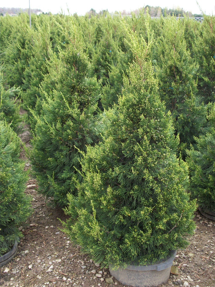JUNIPER C. 'HETZII COLUMNARIS' G3 24"