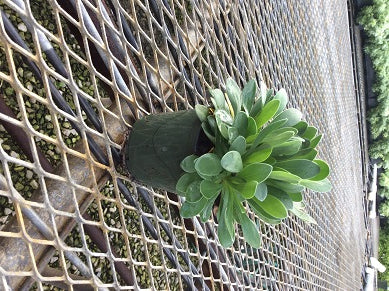 GRASS - SCHIZACHYRIUM TWILIGHT ZONE G2