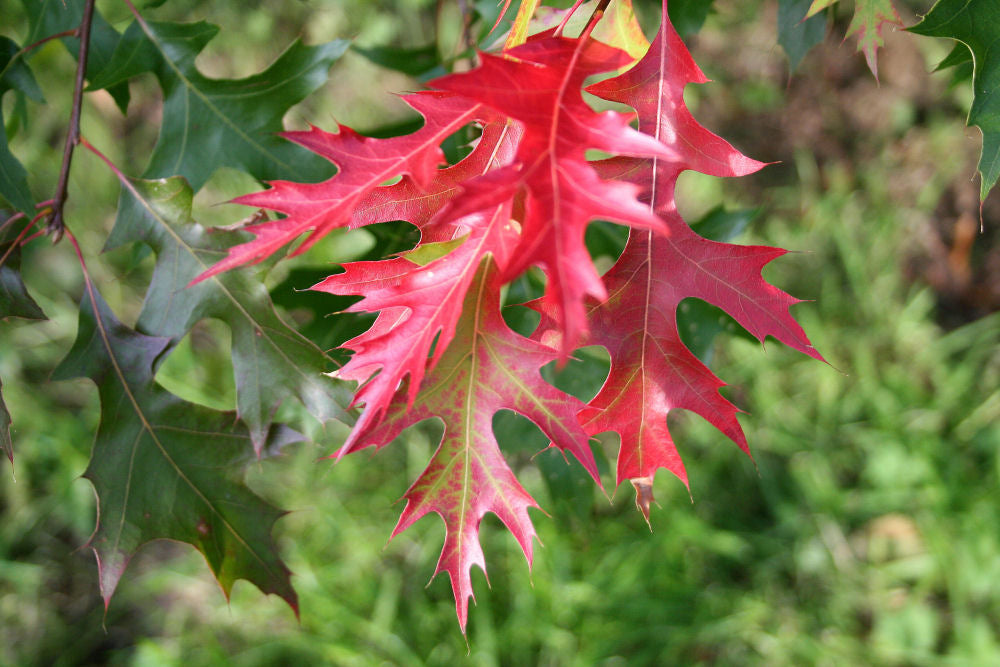 Scarlet Oak (QUERCUS COCCINEA) - 3 gallon