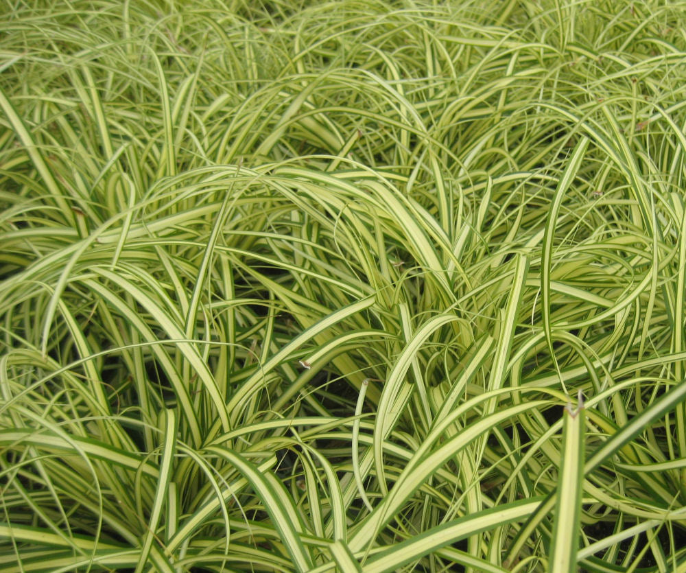 Evergold Sedge (GRASS - CAREX EVERGOLD) - 1 gallon