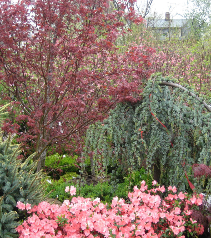 Bloodgood Japanese Maple (ACER PA. BLOODGOOD) - 3 gallon 30-36"