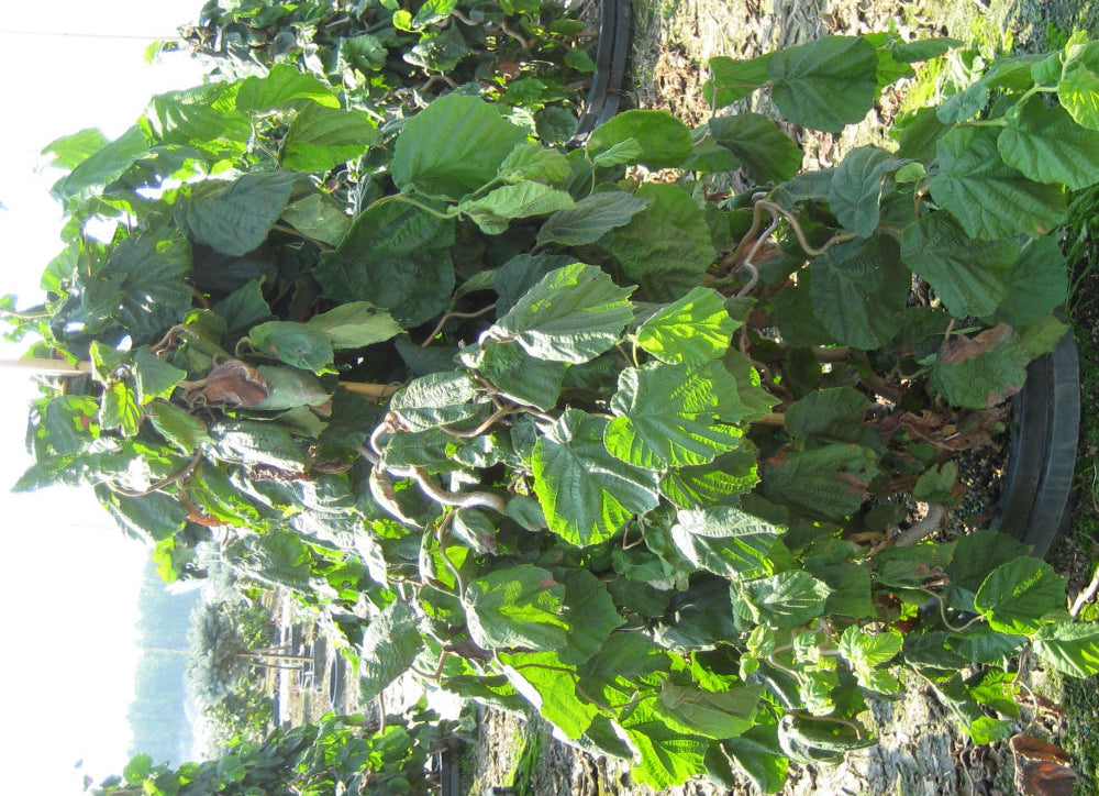 Harry Lauder's Walking Stick/Contorted Filbert (CORYLUS AV. CONTORTA) - 3 gallon 18"