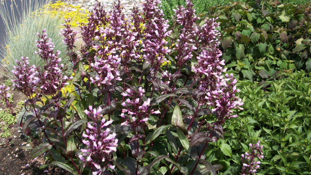 Dark Towers Beard Tongue (PENSTEMON DARK TOWERS) - 1 gallon