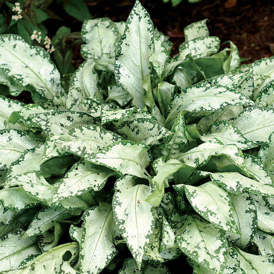 High Contrast Lungwort (PULMONARIA HIGH CONTRAST) - 1 gallon