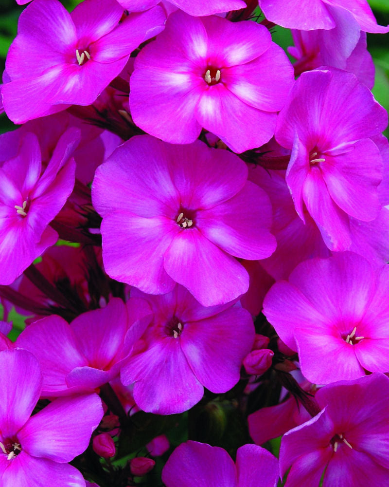 Bubblegum Pink™ Phlox (PHLOX PAN. BUBBLEGUM PINK) - 1 gallon