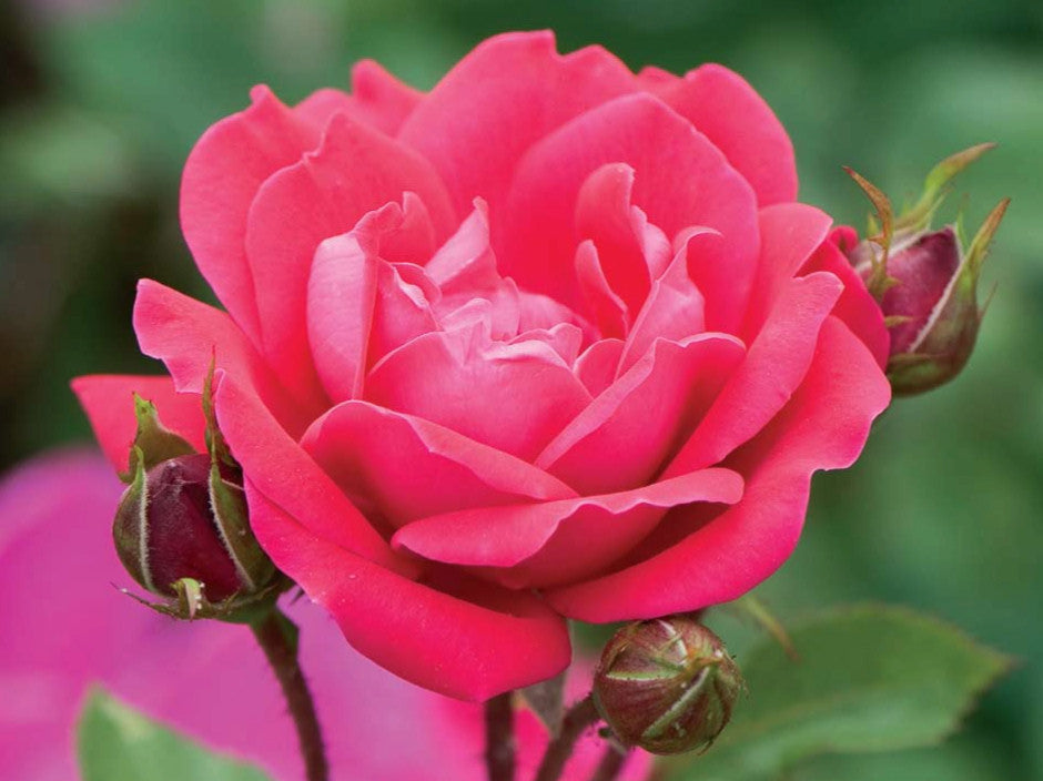 Double Red Knock Out® Rose (ROSE K.O. DBL KNOCKOUT) - 3 gallon