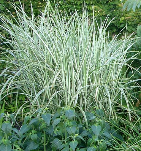 Rigoletto Maiden Grass (GRASS - M. S. RIGOLETTO) - 3 gallon