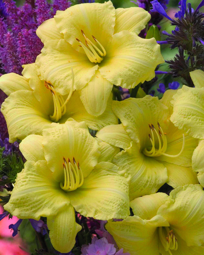 Rainbow Rhythm® 'Going Bananas' Daylily (HEMER GOING BANANAS) - 1 gallon