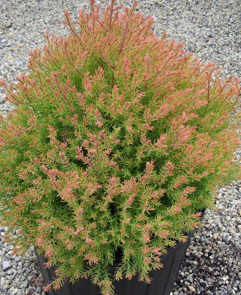 Fire Chief™ Arborvitae (THUJA OCC. FIRE CHIEF) - 3 gallon 12"