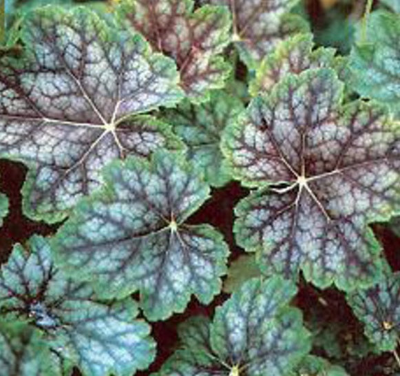 Dale's Strain Coral Bells (HEUCHERA A. DALES STRAIN) - 1 gallon